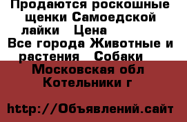 Продаются роскошные щенки Самоедской лайки › Цена ­ 40 000 - Все города Животные и растения » Собаки   . Московская обл.,Котельники г.